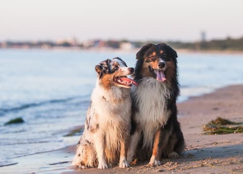 Two dogs standing together at the beach