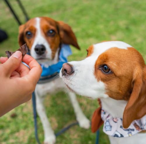 A beagle being fed a treat