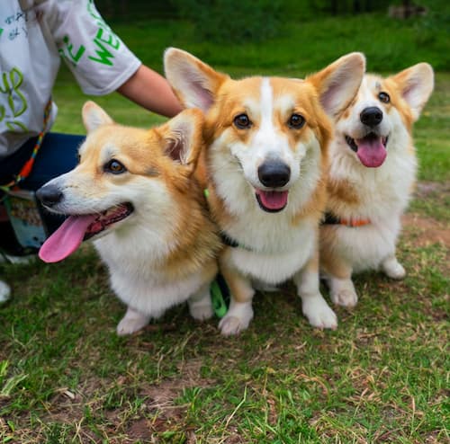 Three corgis smiling outdoors
