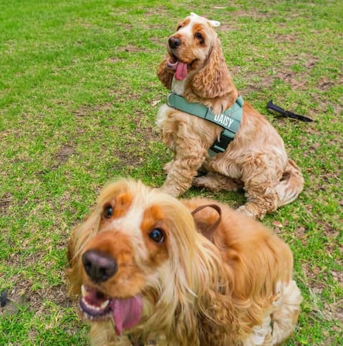 Two dogs sitting together on grass