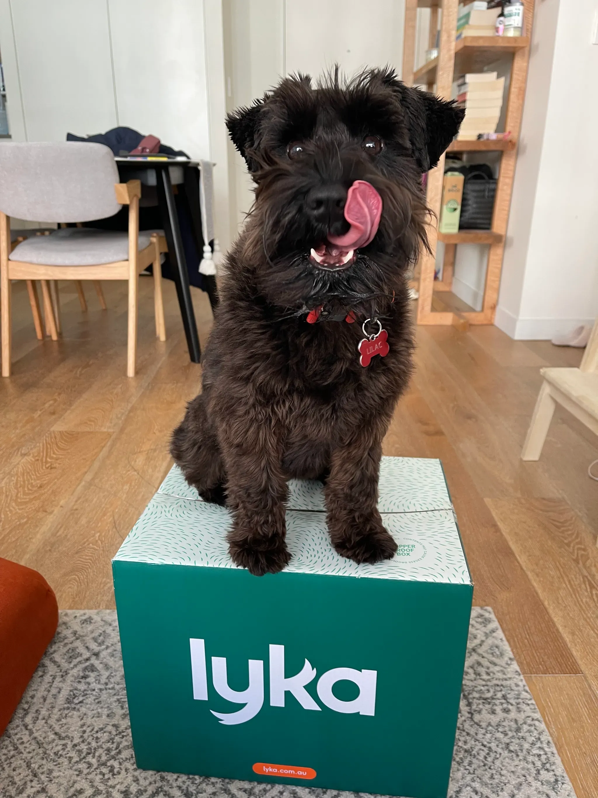Digby, a black schnauzer, sitting on a Lyka box