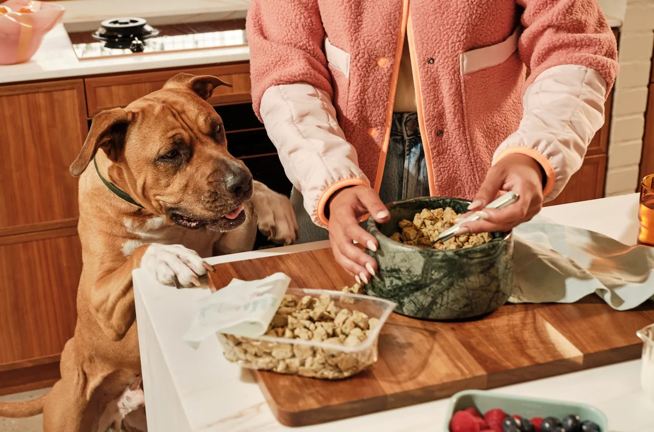 A dog reaching up to the kitchen bench waiting for their food